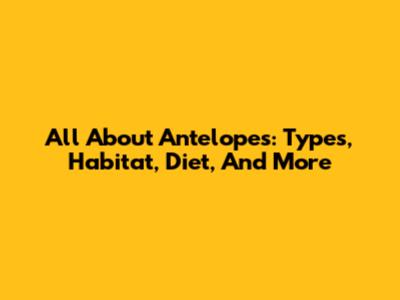 All About Antelopes: Types, Habitat, Diet, And More