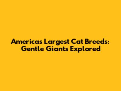 America's Largest Cat Breeds: Gentle Giants Explored