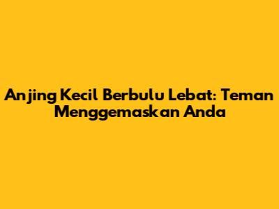 Anjing Kecil Berbulu Lebat: Teman Menggemaskan Anda