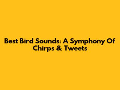 Best Bird Sounds: A Symphony Of Chirps & Tweets
