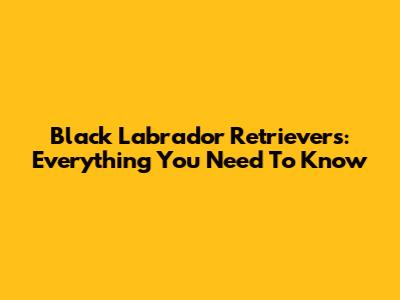 Black Labrador Retrievers: Everything You Need To Know