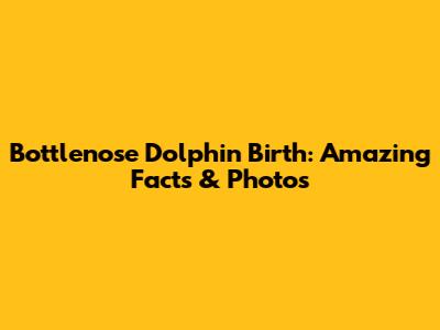 Bottlenose Dolphin Birth: Amazing Facts & Photos