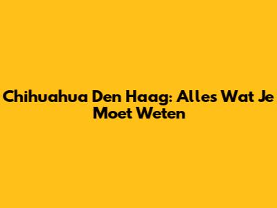 Chihuahua Den Haag: Alles Wat Je Moet Weten