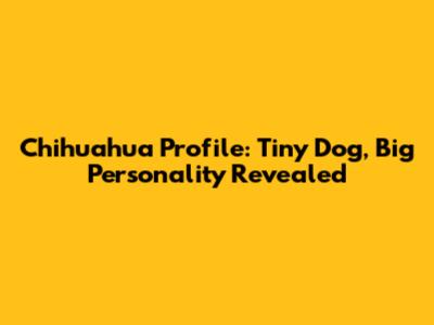 Chihuahua Profile: Tiny Dog, Big Personality Revealed