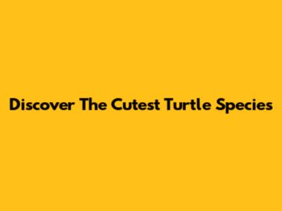 Discover The Cutest Turtle Species
