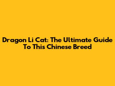 Dragon Li Cat: The Ultimate Guide To This Chinese Breed