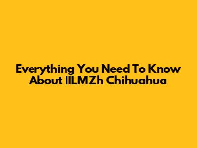 Everything You Need To Know About IILMZh Chihuahua