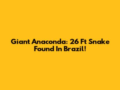 Giant Anaconda: 26 Ft Snake Found In Brazil!