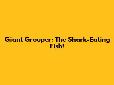 Giant Grouper: The Shark-Eating Fish!