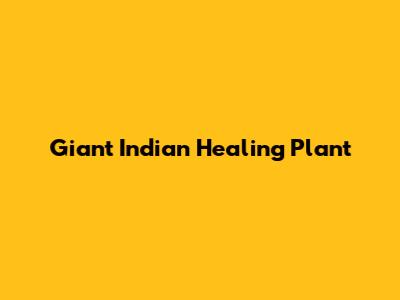 Giant Indian Healing Plant