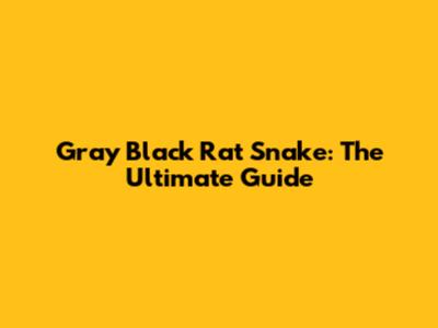Gray Black Rat Snake: The Ultimate Guide