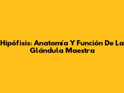 Hipófisis: Anatomía Y Función De La Glándula Maestra