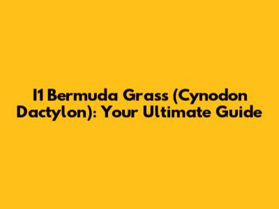 I1 Bermuda Grass (Cynodon Dactylon): Your Ultimate Guide