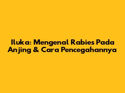 Iluka: Mengenal Rabies Pada Anjing & Cara Pencegahannya