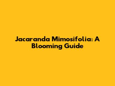 Jacaranda Mimosifolia: A Blooming Guide