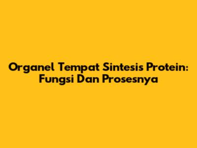 Organel Tempat Sintesis Protein: Fungsi Dan Prosesnya