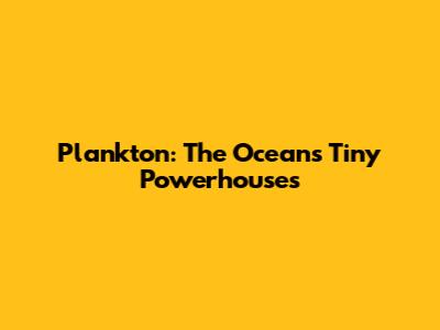 Plankton: The Ocean's Tiny Powerhouses