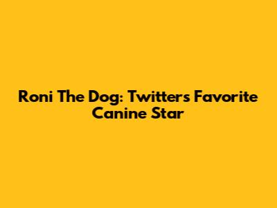 Roni The Dog: Twitter's Favorite Canine Star