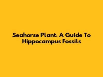Seahorse Plant: A Guide To Hippocampus Fossils
