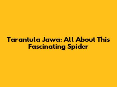 Tarantula Jawa: All About This Fascinating Spider