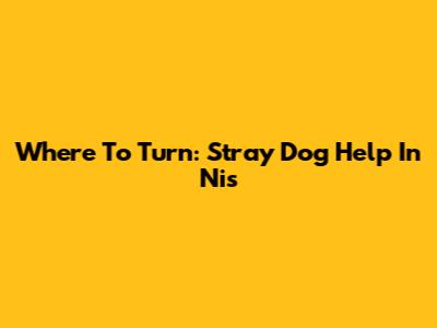 Where To Turn: Stray Dog Help In Nis